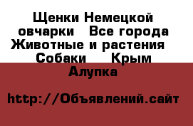 Щенки Немецкой овчарки - Все города Животные и растения » Собаки   . Крым,Алупка